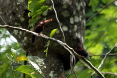 Kastanienglanzvogel (Galbalcyrhynchus leucotis)