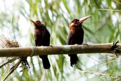 Kastanienglanzvogel (Galbalcyrhynchus leucotis)