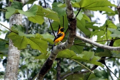 Orangerückentrupial (Icterus croconotus)