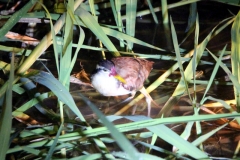 Junges Rotstirn-Blatthühnchen (Jacana jacana)