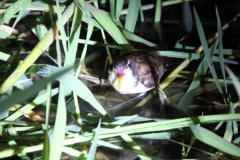 Junges Rotstirn-Blatthühnchen (Jacana jacana)