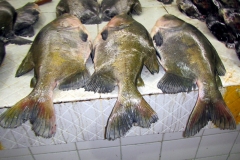 Schwarzer Pacu / Tambaqui (Colossoma macropomum)