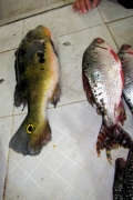 Cichla monoculus