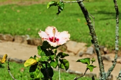 Hibiskus (Hibiscus rosa-sinensis)