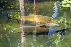 Schwarzer Pacu / Tambaqui (Colossoma macropomum)