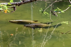 Schwarzer Pacu / Tambaqui (Colossoma macropomum)