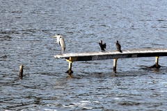 Cocoi-Reiher (Ardea cocoi) und Olivenscharbe (Phalacrocorax brasilianus)
