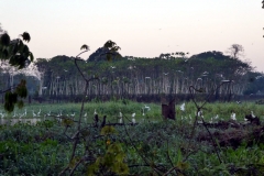 Lago Janauaca