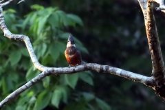 Rotbrustfischer (Megaceryle torquata)