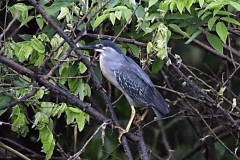 Mangroven-Reiher (Butorides striata)