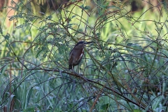 Mangroven-Reiher (Butorides striata) juvenil