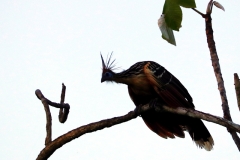 Zigeunervogel/Hoatzin (Opisthocomus hoazin)