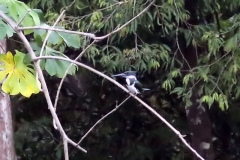 Amazonasfischer (Chloroceryle amazona)