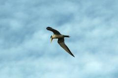 Großschnabel-Seeschwalbe (Pseudobombax munguba)