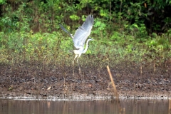 Cocoireiher (Ardea cocoi)