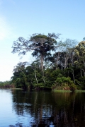 Lago Janauaca