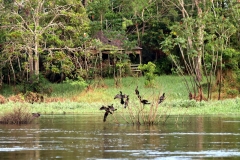 Lago Janauaca