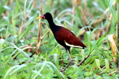 Rotstirn-Blatthühnchen (Jacana jacana)