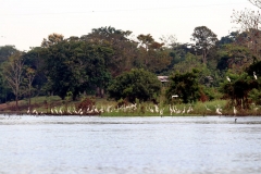 Lago Janauaca