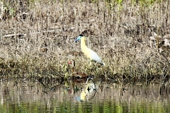 Kappenreiher (Pilherodius pileatus)