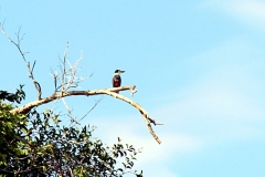 Rotbrustfischer (Megaceryle torquata)