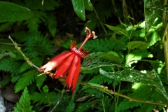 Passionsblume (Passiflora coccinea)