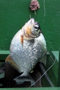 Pristobrycon calmoni