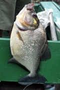 Schwarzer Piranha (Serrasalmus rhombeus)