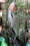 Brycon amazonicus