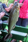 Brycon amazonicus