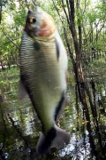 Brycon amazonicus