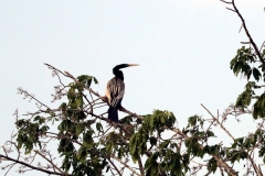 Schlangenhalsvogel (Anhinga anhinga)