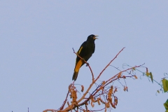 Gelbrückenstirnvogel (Cacicus cela)