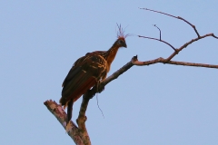 Hoatzin (Opisthocomus hoazin)