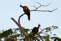 Hoatzin (Opisthocomus hoazin)