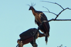 Hoatzin (Opisthocomus hoazin)