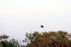 Ibis