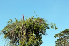 brasilien-2017-2-05302