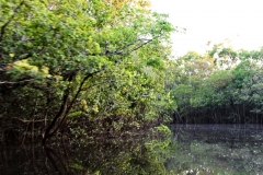 Igarapé Cachoeira