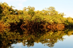 Igarapé Cachoeira