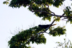 Krähenstirnvogel (Psarocolius decumanus)