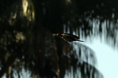 Linienspecht (Dryocopus lineatus)