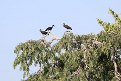 Grüner Ibis (Mesembrinibis cayennensis)