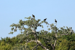 Grüner Ibis (Mesembrinibis cayennensis)