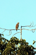 Wegebussard (Buteo magnirostris)