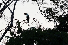 Cuviertukan (Ramphastos cuvieri)