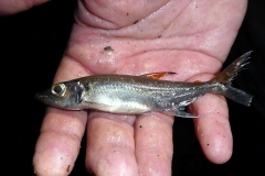 Acestrorhynchus grandoculis