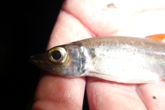 Acestrorhynchus grandoculis