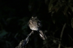 Nachtschwalbe (Caprimulgus sp.)