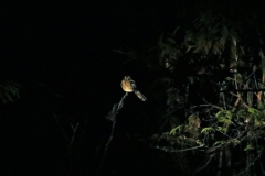 Nachtschwalbe (Caprimulgus sp.)